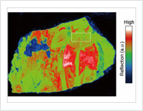モンゴルの大召寺壁画のテラヘルツ画像。反射率の違いは材料の違いを反映している。 